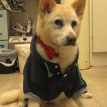 ザ・ノンフィクション「花子と先生の１８年～人生を変えた犬・後編～」