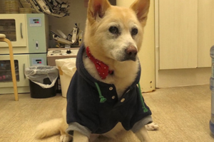 ザ・ノンフィクション「花子と先生の１８年～人生を変えた犬・後編～」