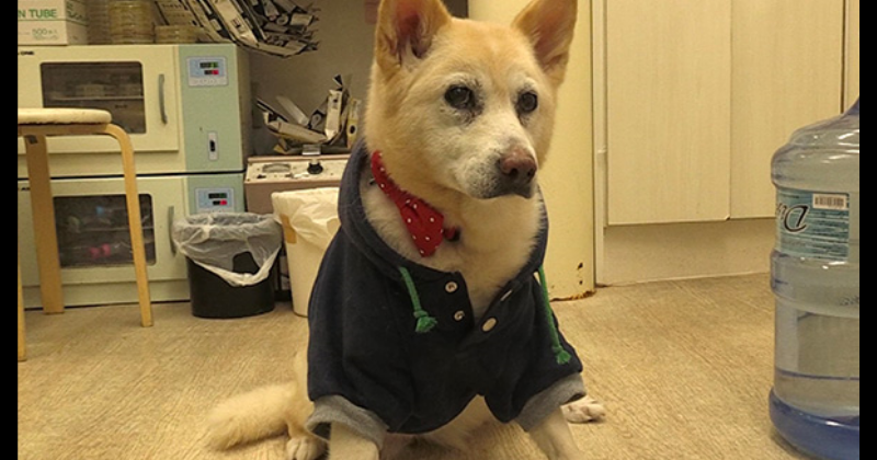 ザ・ノンフィクション「花子と先生の１８年～人生を変えた犬・後編～」